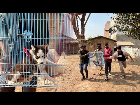 Baby Husky Ko Uthany Agye 😱