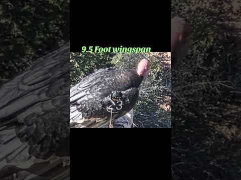 California Condor makes a comeback. #freakinnomads #grandcanyon #condor