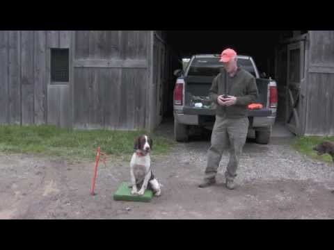 Upland Bird Guide: Part 2: Flushing Dogs