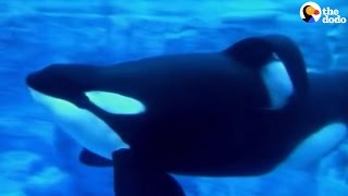Tilikum Dies: SeaWorld’s Most Famous Orca Passes Away | The Dodo
