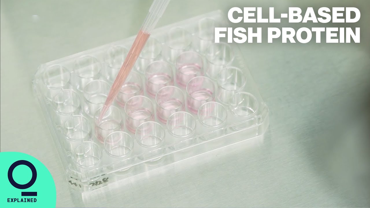 Lab-grown Seafood to Tackle Overfishing