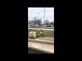 Women Surprised As Goose With Missing Leg Reveals Second Leg