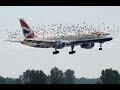 Top damage by birds crashing into planes | Airplane crashes into big fat bird