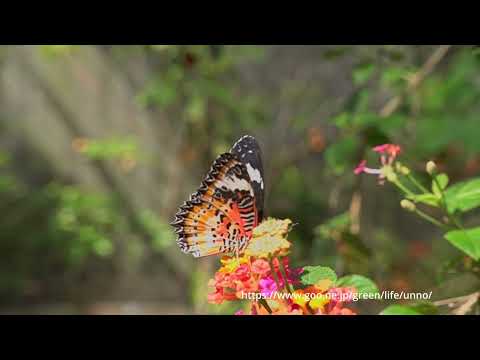 ハレギチョウの飛翔