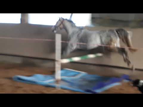 Charme 🤩contendro x cavalier x lancer