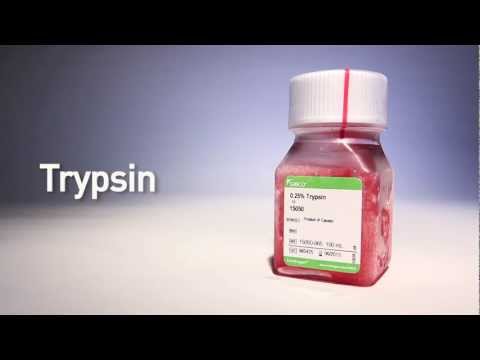Sigma aldrich trypsin-edta solution 1x