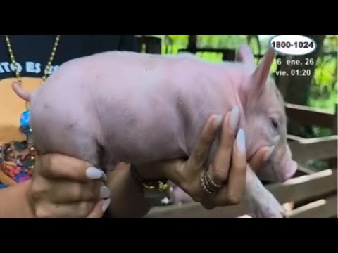 Nace cerdita hermafrodita en granja de Río San Juan