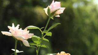 Seasons In The Sun..HarmonicaDuo