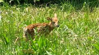 Baby Fawn Deer Crying Looking For Its Mother
