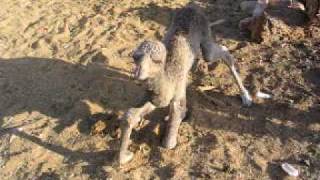 preview picture of video 'baby camel takes its first steps'