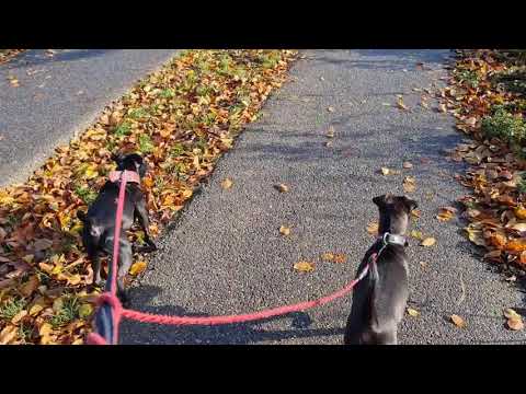 HAPPY GO LUCKY HEIDETERRIER MOLLY & TWO PATTERDALE BLACK FELL TERRIERS Estacado Obscura playing dogs