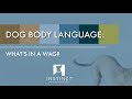 Dog Body Language: Wagging Tails