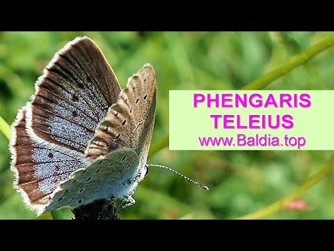 HELLER WIESENKNOPF-AMEISENBLÄULING legt Eier | Phengaris teleius | Schmetterling Eiablage | 22