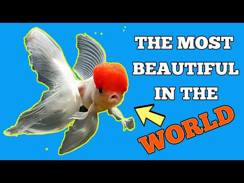 Watch Video on YouTube