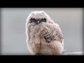Great Horned Owl (Bubo virginianus)