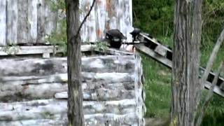 preview picture of video 'Kalinkovo paintball field'