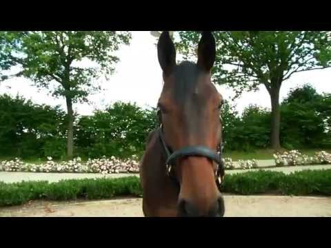 Pferdeklinik Bargteheide - Happy Pharrell Williams
