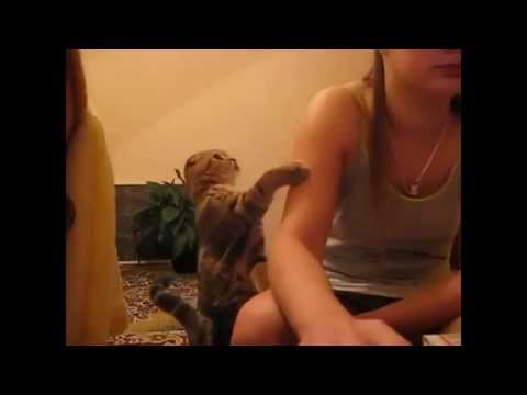 Funny cat videos - A smart cat