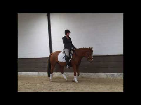 DAJANA 4j. DR v. Special Dream TCF for sale VB 7.000,- Euro