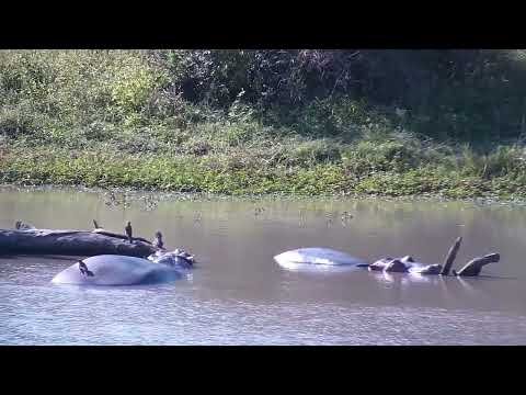 Djuma: Four Hippos in the water and then Blacksmith Lapwing at the old pan - 13:40 - 05/26/2023