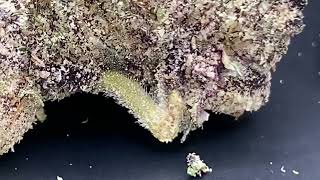 COTTON CANDY GRAPES By LA Traffic (DONT BUY THIS)