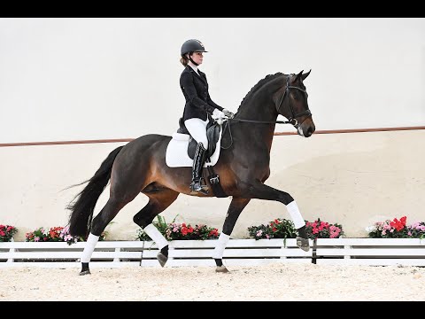 Feinrich - Stallion Collection Schockemoehle & Helgstrand 2021 ENG