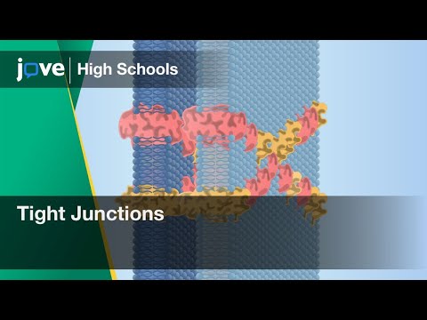 Tight Junctions | Cell Bio | Video Textbooks - Preview