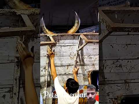 #ox #horse#kankrejcow #cow #kankrejcowbreed #haiderhaiderrecords#love #tamil#bull#kankrejviral#video