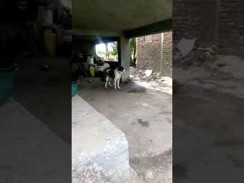 Saint Bernard sultan