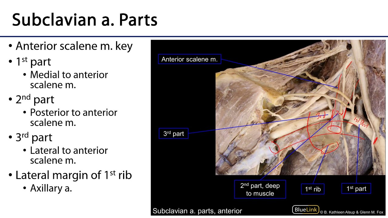 Subclavian Artery - Posterior Neck LO