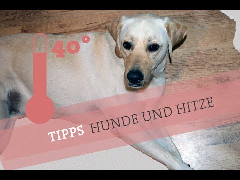 Hundstage - Hunde und Hitze Tipps Sommer Rindermarkknochen Rind Knochen Hund füttern