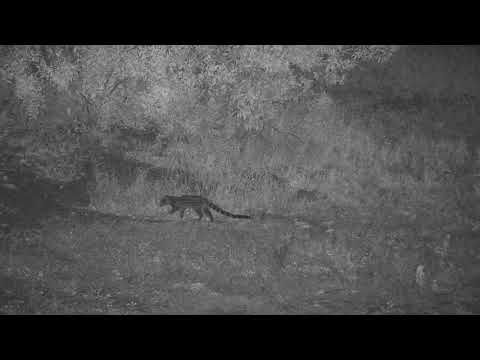 Djuma: Genet - 04:31 - 02/09/2022