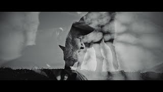 Enisum - Night Forest (Official Video)