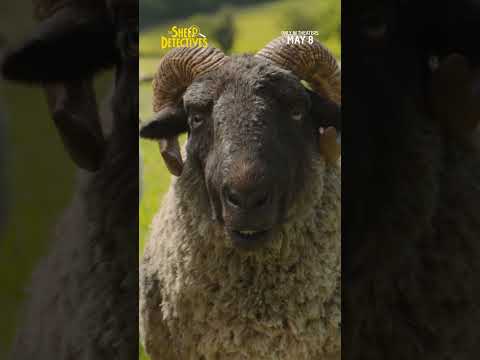 Sheep TV Spot