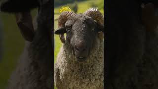 Sheep TV Spot