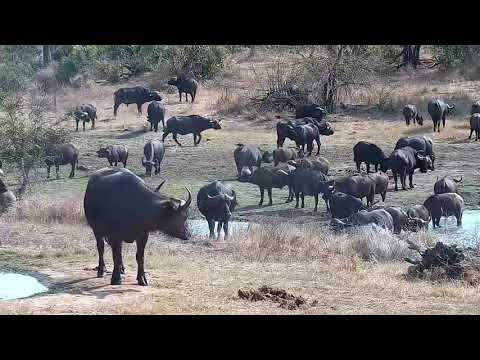 Djuma: Huge Buffalo herd comes to the dam-Pt:2 - 09:20 - 08/24/21