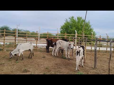 FEIRA DO GADO EM BODOCÓ-PE DIA, 01/12/2025