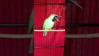 Download lagu Cucak ijo tembakan tengkek panjang (sambel ijo) part I #shorts mp3