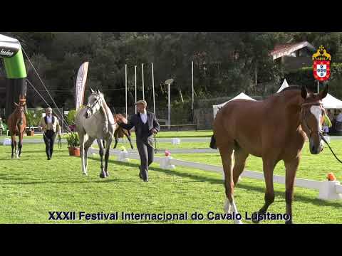 XXXII FIPSL - 210917 Modelos e Andamentos Classe II Poldras de 2 Anos