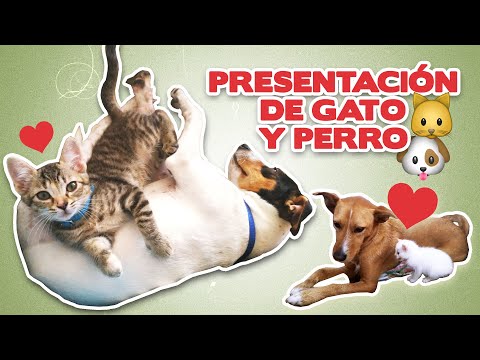 PRESENTACIÓN de GATO y PERRO 🐱💖🐶 | 4 pasos para que un gato y un perro se lleven bien