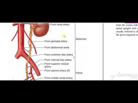 Ureter arterial supply