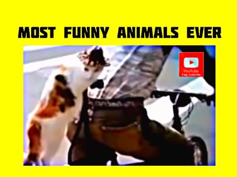 Most Funny Animals Ever_Funny Animals Video Clips_New Funny Animals Video 2015