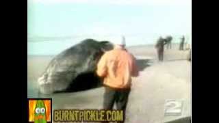 Dead Whale + Dynamite = Bad Idea