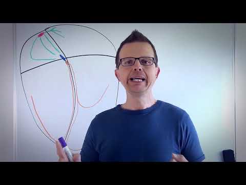 EKG-Lehrstunde: Das Reizbildungs- und Reizleitungssystem am Herzen