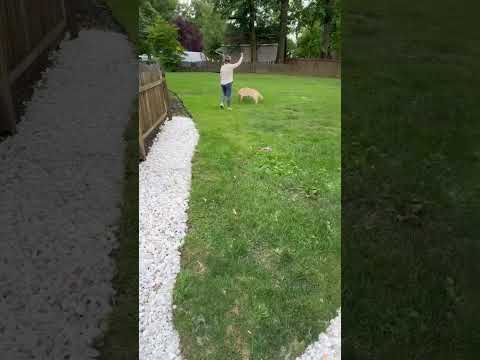 King, an adopted Labrador Retriever in Warrington, PA_image-1