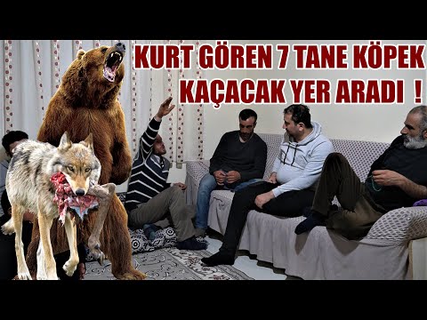 KURT GÖREN 7 TANE KÖPEK KAÇACAK YER ARADI DEDİ !( YAŞANMIŞ OLAYLAR 16 ) KANGAL, ANADOLU ÇOBAN KÖPEĞİ