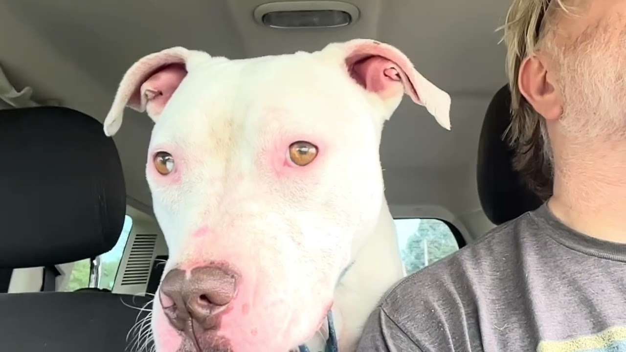 Enlarge Chevy, a Adoptable mixed breed in Quincy, MI video 5/5