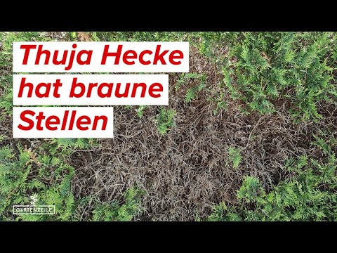 Thuja Hecke hat braune Stellen ?! | Ursachen und Tipps zur Rettung bei Lebensbaum und Koniferen!