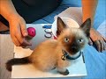 Cómo hacer un juguete casero, rápido, fácil y sencillo para gatos