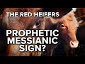 Jerusalem Dateline - Is Red Heifers’ Israel Arrival Prophetic Sign Hailing Messiah’s Return?